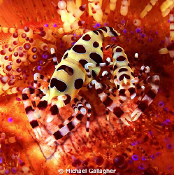 A pair of Coleman Shrimp happily sitting on a fire urchin... by Michael Gallagher 